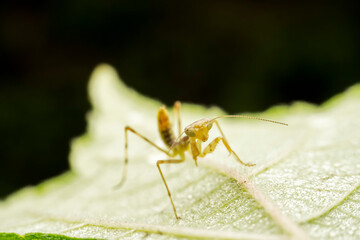Mantis inhabits the leaves of wild plants