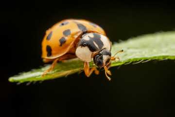 Harmonia axyridis inhabit the leaves of wild plants