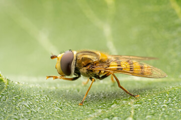 syrphid Inhabiting on the leaves of wild plants