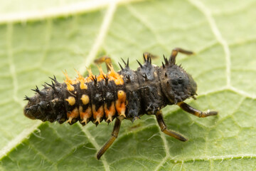 Ladybug larvae inhabit the leaves of wild plants