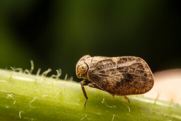 The ladybug cicada inhabits the leaves of wild plants