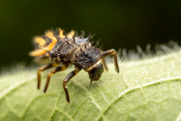 Ladybug larvae inhabit the leaves of wild plants