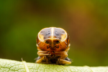 Ladybug pupae on wild plant leaves