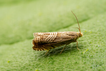 Moth insects inhabiting on the leaves of wild plants