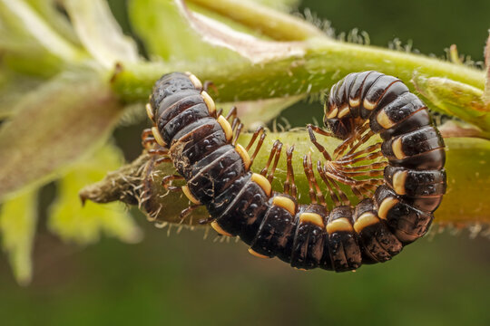 millipede inhabit the leaves of wild plants