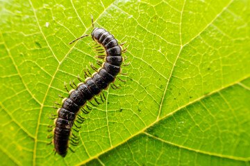 millipede inhabit the leaves of wild plants