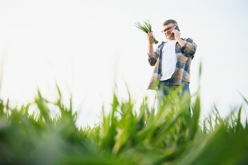 A young farmer inspects the quality of wheat sprouts in the field. The concept of agriculture.
