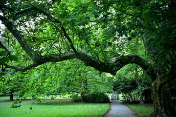 A decoratively growing tree branch in a garden park