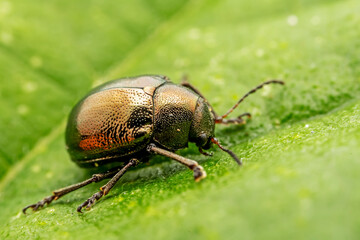 Leaf beetle larvae inhabiting on the leaves of wild plants