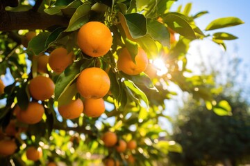 Oranges Hanging On Tree Branches In Picturesque Spanish Orange Garden