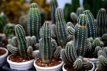 Cactus, natural green cactus with sharp white prickles in garden, Cactus flowers.