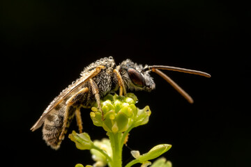 Bee insects inhabit wild plants