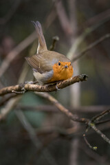 Red Robin getting ready to fly