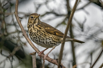 Song Thrush observing his surround