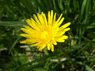Yellow dandelion in the grass