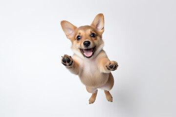 A dog is jumping up in the air