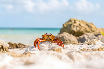 close-up of a crab without claw on the seashore in the morning. Neural network AI generated art