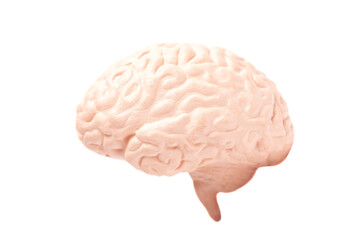 Human brain anatomical model isolated on white background
