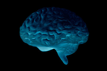 Human brain anatomical model on black background
