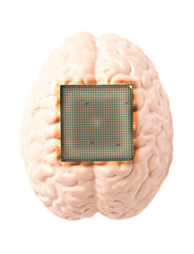 Human brain anatomical model with CPU processor microchip