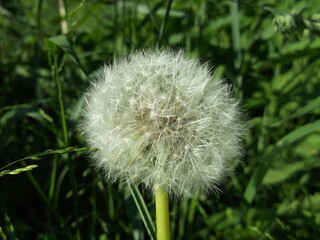 One cute white dandelion. Summer flower.