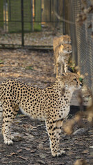 gepardy warszawskie zoo
