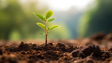 Fototapeten single green plant in planter. landscape orientation, shallow depth of field, wood fence with ivy in background. AI generated image © Gulafshan