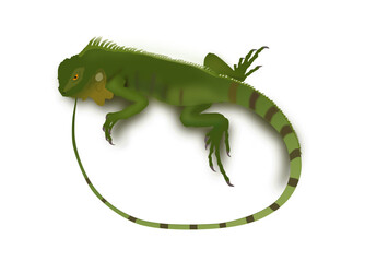 descargar vectores de iguana