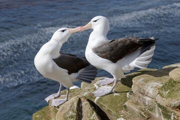 Black browed Albatross, adult birds courtship display