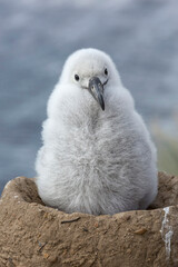Black browed Albatross cute 3 week old chick on nest © David