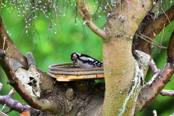 Great woodpecker eating sunflowers seed on feeder 