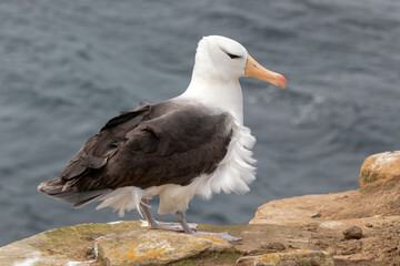 Black browed Albatross adult