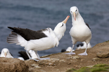 Black browed Albatross, adult birds courtship display
