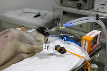 In a veterinary operating room, a dog sleeps under gas anesthesia on the operating table. The dog...