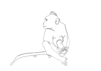 abstract single line art of white tailed macaque on transparent background clip art