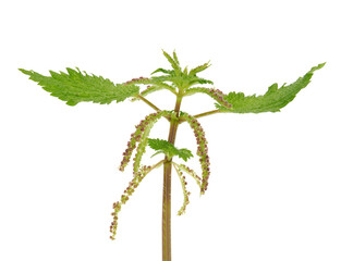 Small nettle isolated on white background, Urtica urtens