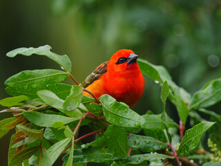 Vibrant red bird perching in natural environment 