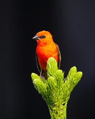 Portrait of a cute red bird perching on top of sapling tree isolated on black 