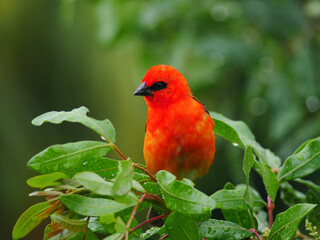 Vibrant red Fody bird from Mauritius perching in natural environment 