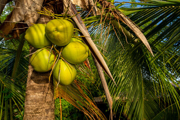 Detalhe de um coqueiro repleto de côcos grandes e verdes
