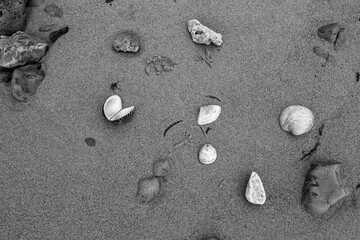Chão da praia em close up com textura de areia, conchas e pedregulhos