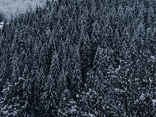 Misty winter Carpathian Mountains view with fog landscape. Snowy spruce pine forest in the Carpathians. Fir trees covered with white snow Scenic wood landscape Village in Transcarpathia Ukraine Europe