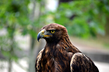 Closeup of a golden eagle, horizontal headshot