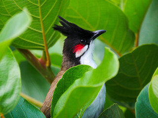 Close-up of a red Whiskered Bulbul bird perching in natural environment on Xylosma tree 