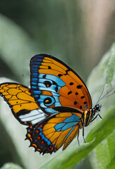 micro lens , capture beutiful butterfly , full hd, 4k, focus