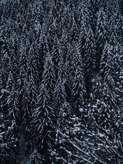 Misty winter Carpathian Mountains view with fog landscape. Snowy spruce pine forest in the Carpathians. Fir trees covered with white snow Scenic wood landscape Village in Transcarpathia Ukraine Europe