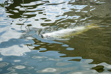 There are seals in the water. Baltic Sea, Hel Spit
