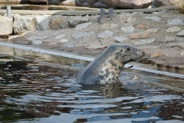 Naklejka premium There are seals in the water. Baltic Sea, Hel Spit