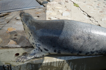 There are seals in the water. Baltic Sea, Hel Spit