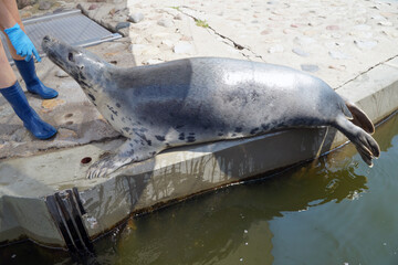 There are seals in the water. Baltic Sea, Hel Spit